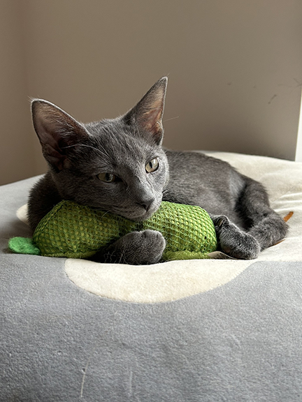 J.Coopers' May Pet of the Month grey cat with green blanket