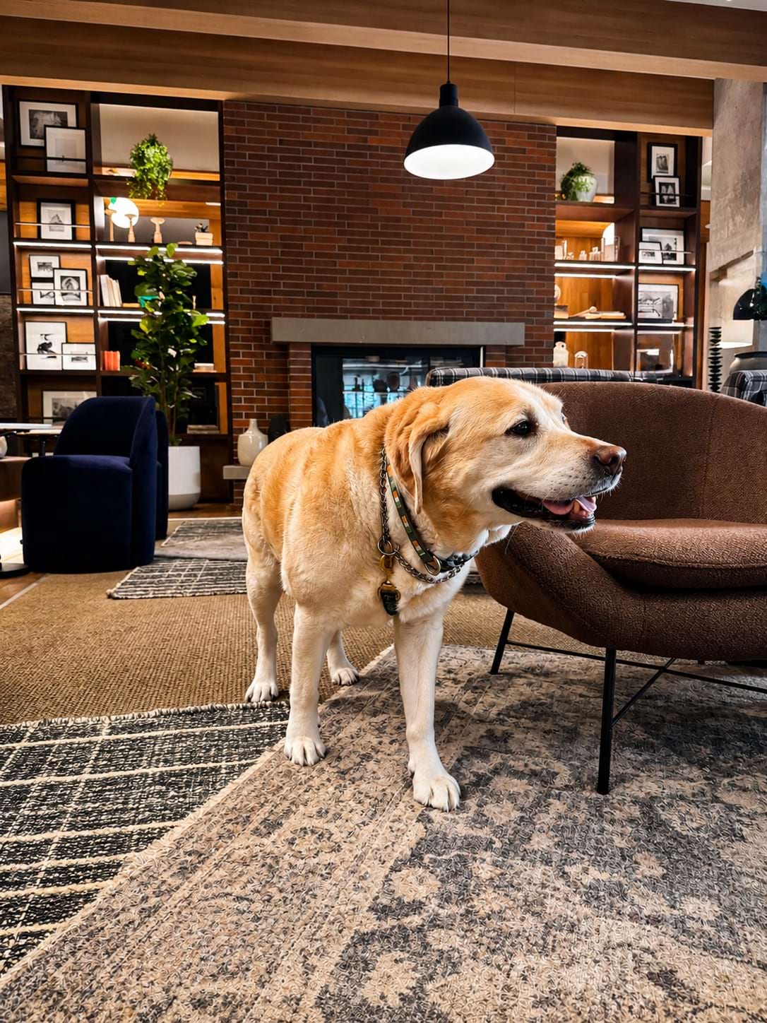 Labrador Retriever in Apartment Clubroom