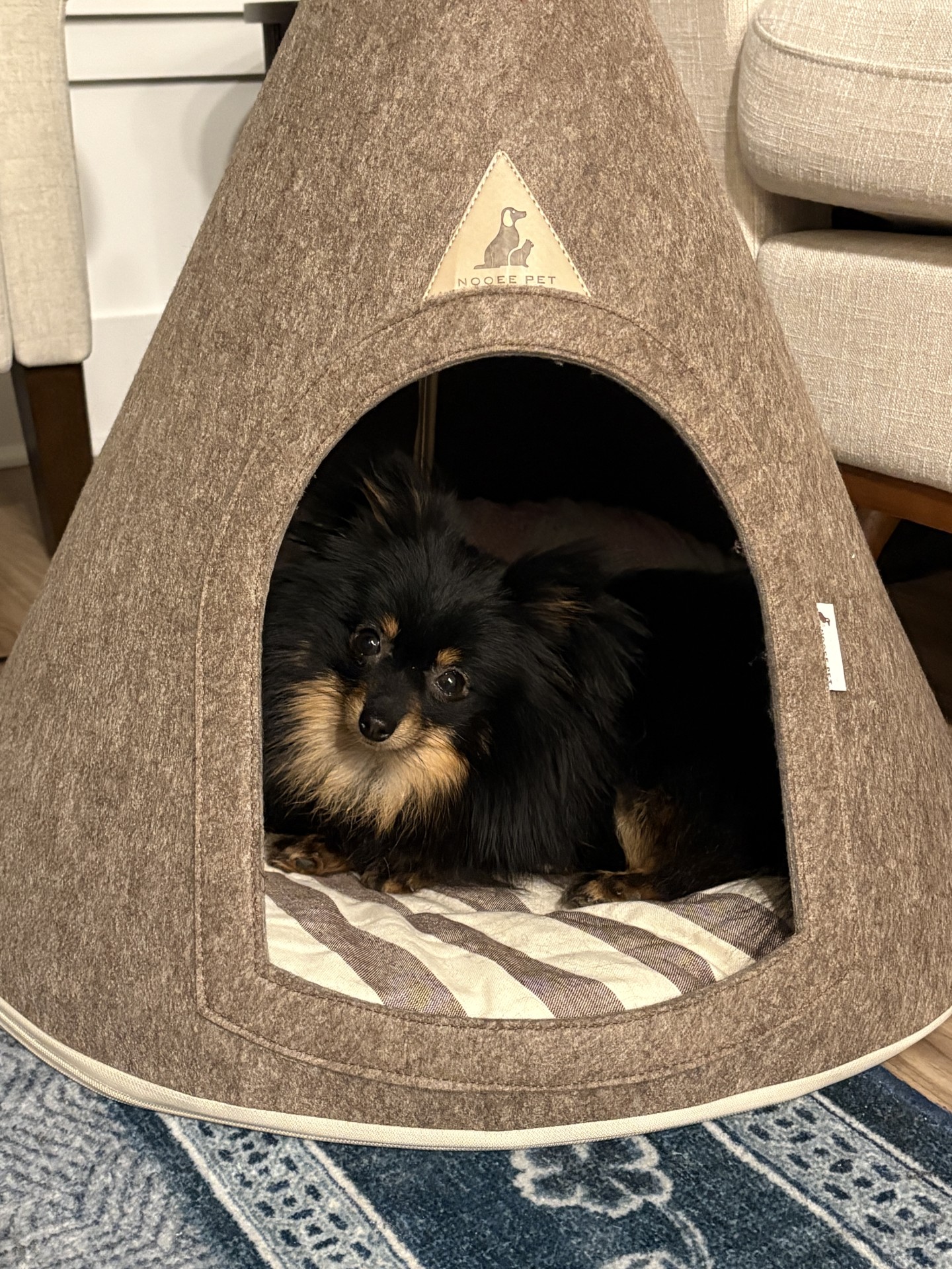 dog sitting in dog bed