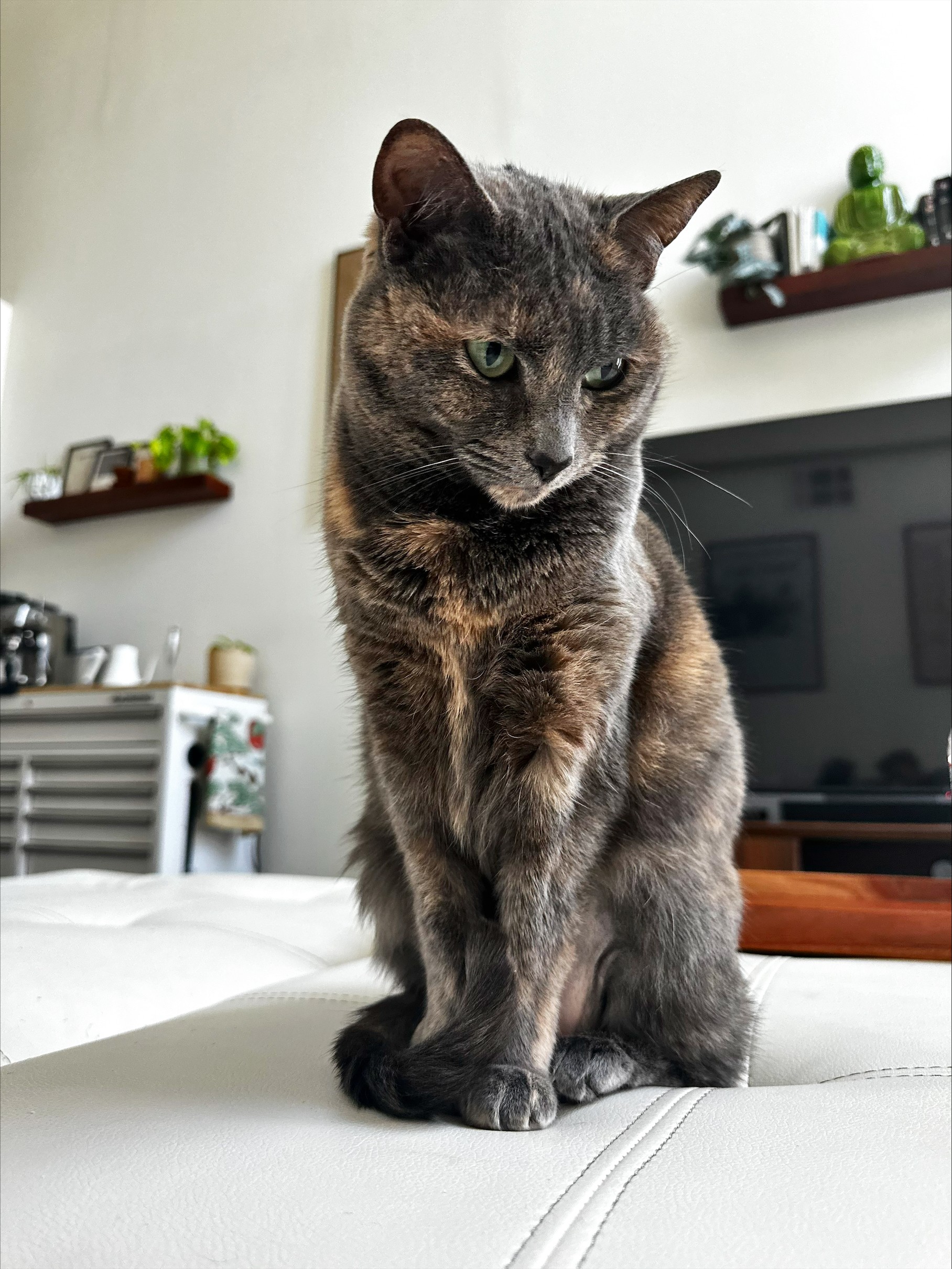 dark cat in living room of apartment in DC
