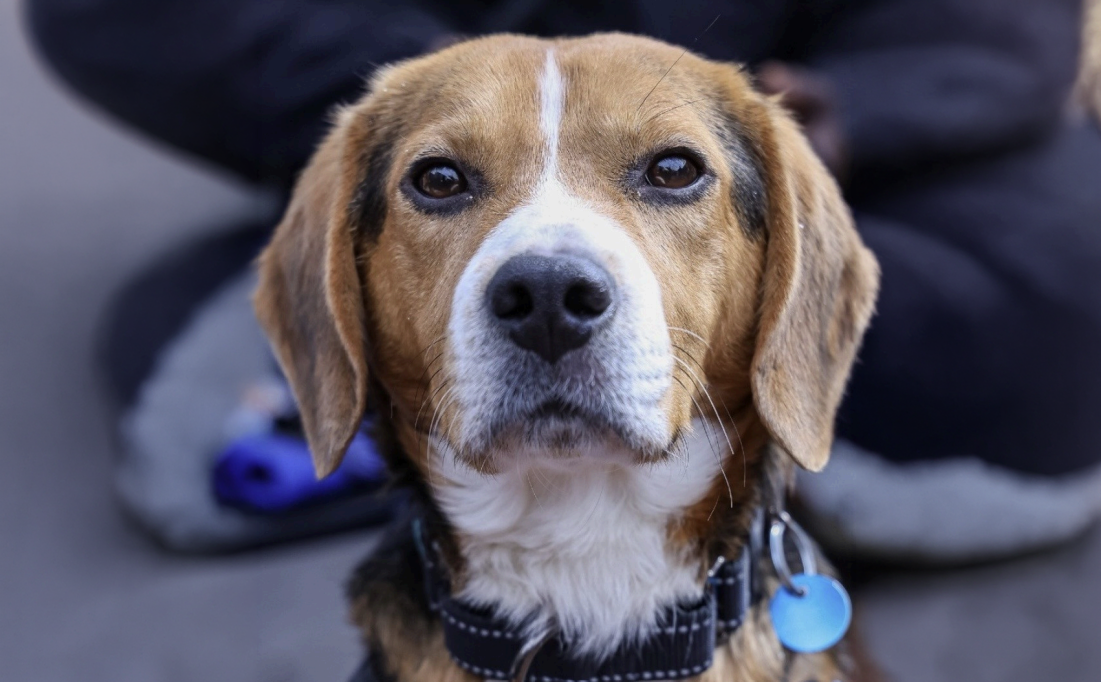 Pet of the Month beagle dog sitting with collar