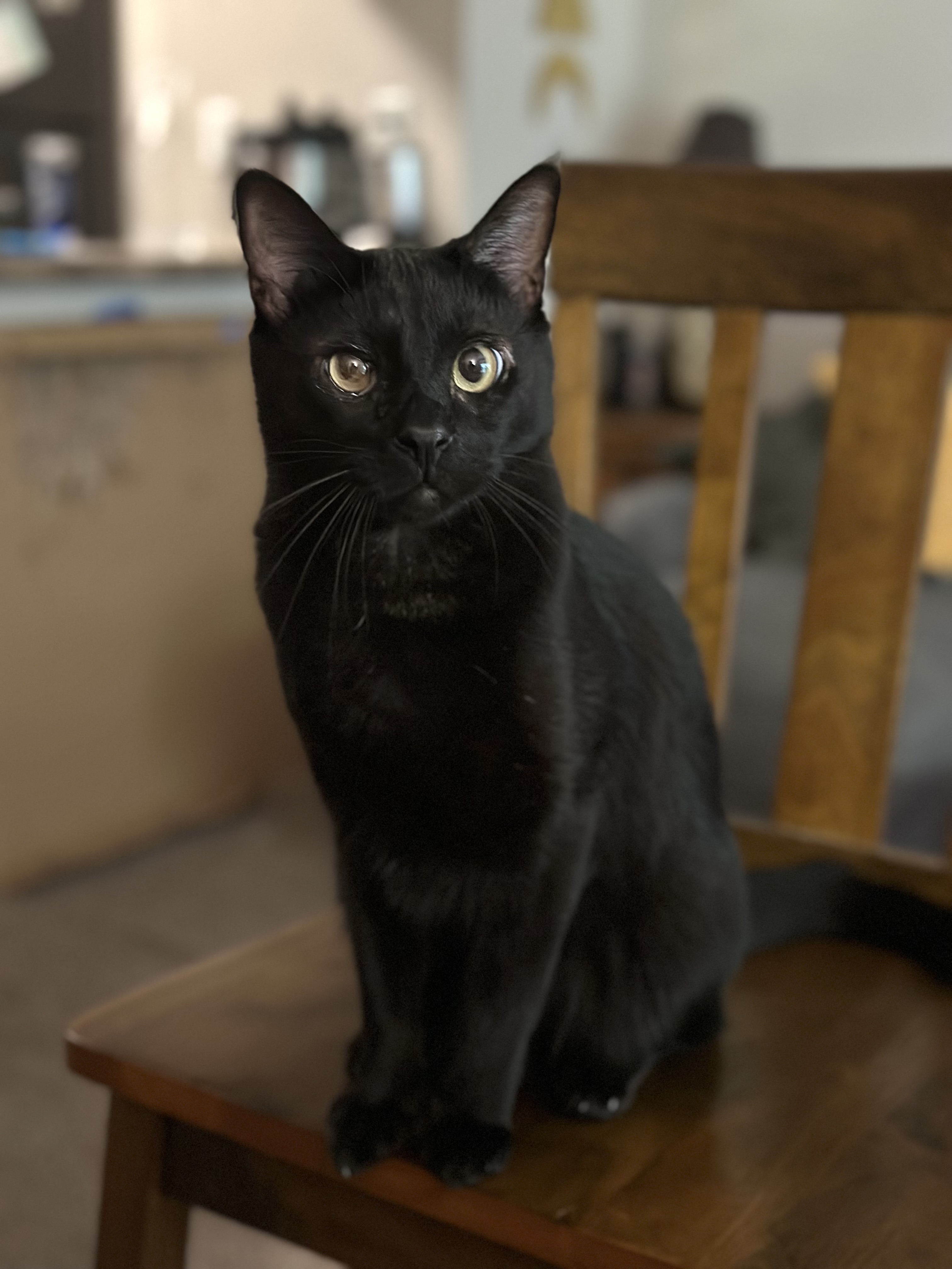 black cat on a chair in an apartment in Washington DC