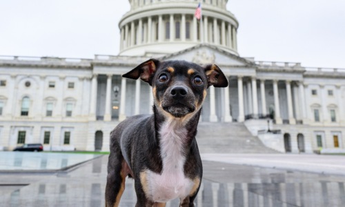 Small dog in Washington DC at Capitol Building