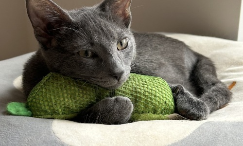 grey cat with green blanket