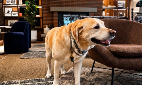 Labrador Retriever in Apartment Clubroom