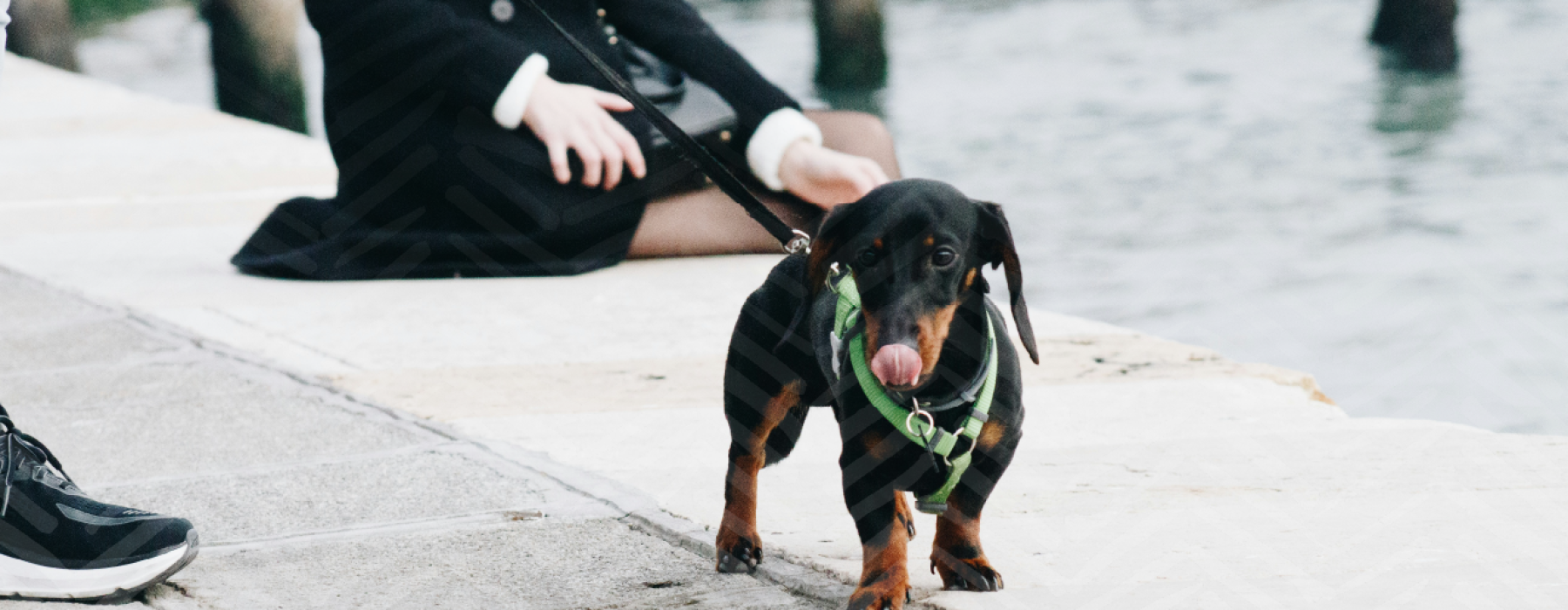 dog on sidewalk on a leash