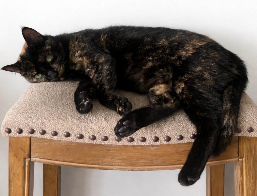 Pet of the Month February 2026 black and brown cat sitting on a stool in an apartment