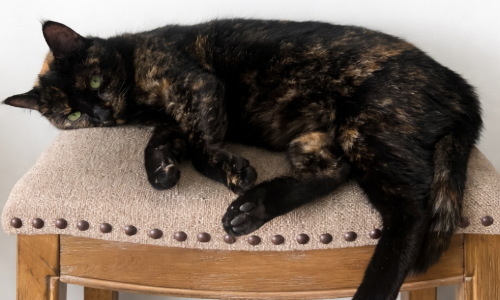black and brown cat sitting on a stool in an apartment