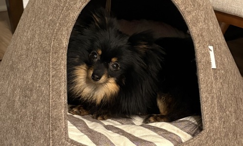 dog sitting in dog bed