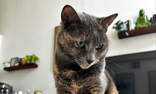 dark cat in living room of apartment in DC
