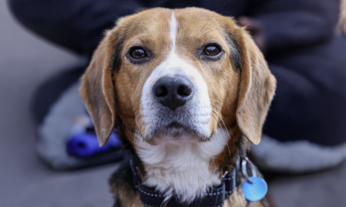 beagle dog sitting with collar