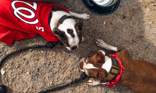 2 dogs wearing washington nationals gear